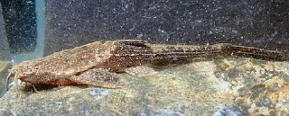 Bunocephalus colombianus