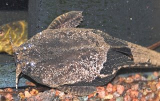 Bunocephalus coracoideus