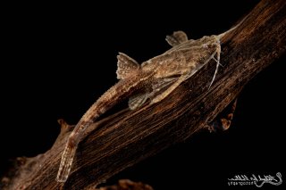 Bunocephalus coracoideus