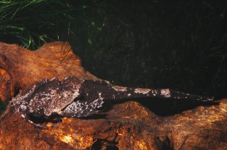 Common member of the genus Bunocephalus