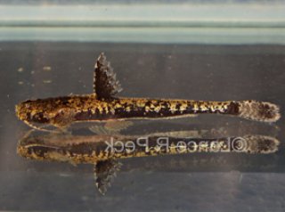 Pseudobunocephalus quadriradiatus