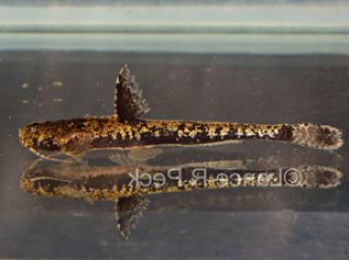 Pseudobunocephalus quadriradiatus