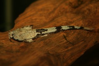 Pterobunocephalus dolichurus