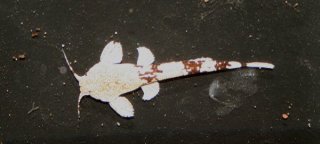 Pterobunocephalus dolichurus