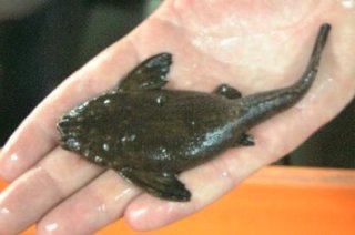 Xyliphius barbatus