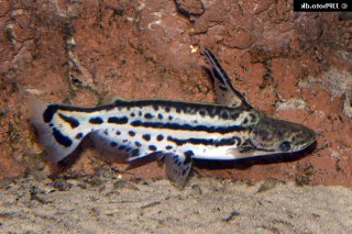 Ageneiosus magoi