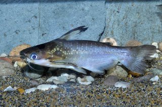 Common member of the genus Auchenipterichthys