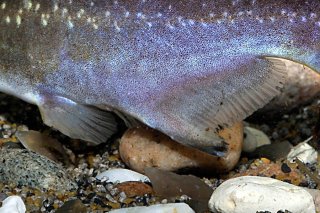 Auchenipterichthys coracoideus