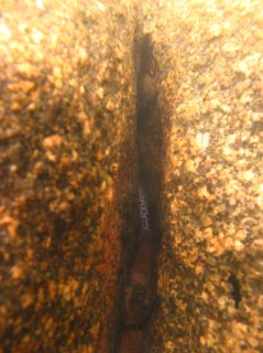 Centromochlus schultzi
