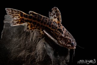 Liosomadoras oncinus