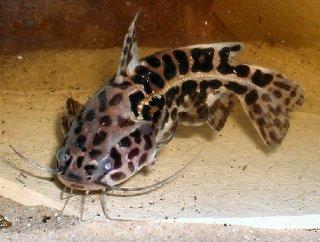 Jaguar catfish care online