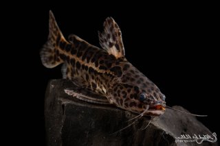 Liosomadoras oncinus