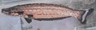 Pseudepapterus hasemani