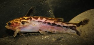 Tatia gyrinus