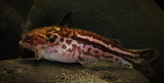 Tatia gyrinus