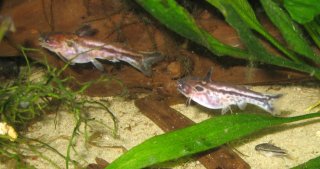 Tatia gyrinus