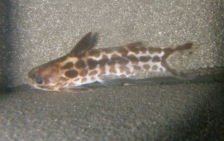 Tatia gyrinus