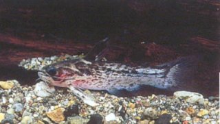 Tatia gyrinus