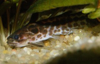 Tatia gyrinus