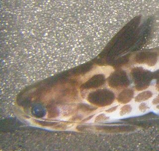 Tatia gyrinus