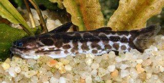 Tatia gyrinus