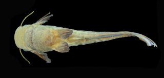 Tetranematichthys barthemi