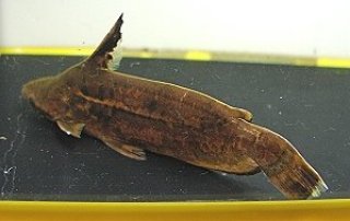 Tetranematichthys quadrifilis