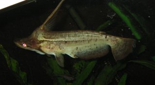 Tetranematichthys wallacei