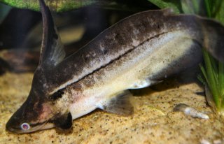 Tetranematichthys wallacei