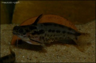 Trachelyichthys sp. `RIO TAPAJOS`