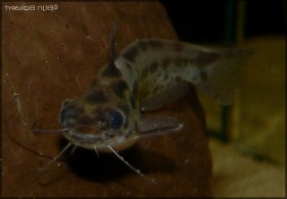 Trachelyichthys sp. `RIO TAPAJOS`