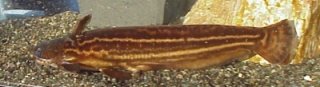 Trachelyopterichthys taeniatus
