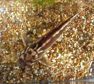 Trachelyopterus albicrux
