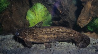 Trachelyopterus coriaceus