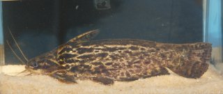 Trachelyopterus coriaceus