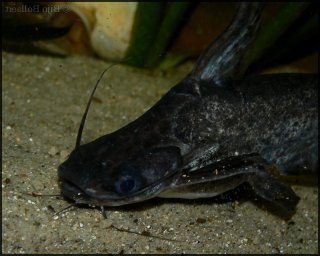 Trachelyopterus fisheri
