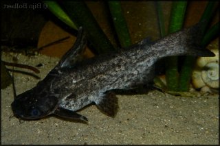 Trachelyopterus fisheri