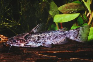 Common member of the genus Trachelyopterus