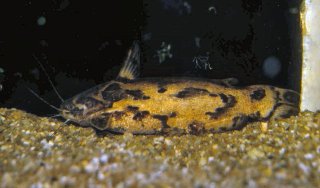 Trachelyopterus galeatus