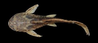 Trachelyopterus sp. (4)