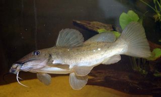 Auchenoglanis tchadiensis