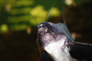Bagrichthys hypselopterus