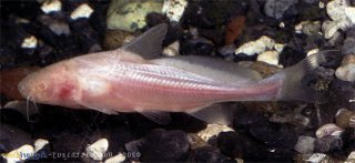 Bagrichthys obscurus