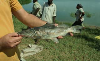 kazinga elog aquaticrepublic bagridae