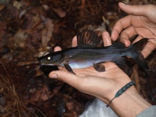 Hemibagrus capitulum