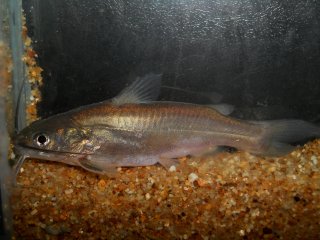 Mystus gulio