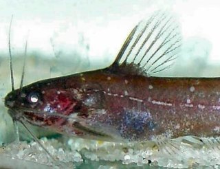 Nanobagrus stellatus