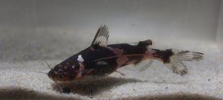 Pseudomystus funebris