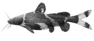 Pseudomystus siamensis