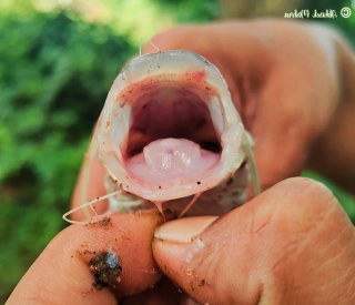 Sperata aor